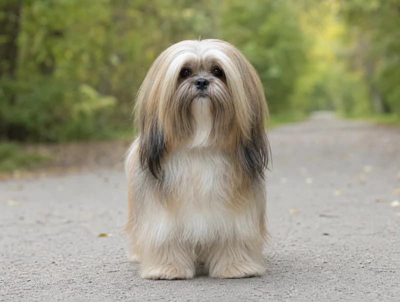 Lhasa Apso front view