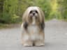 Lhasa Apso