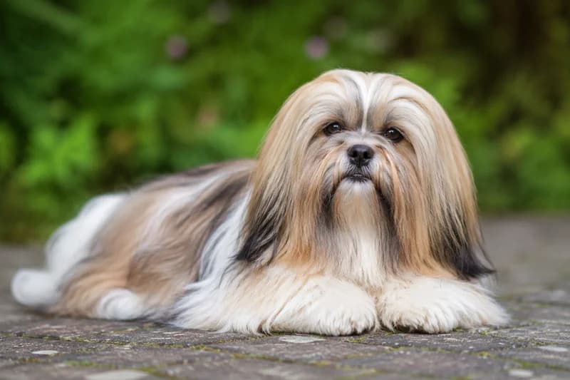 Lhasa Apso — lying down