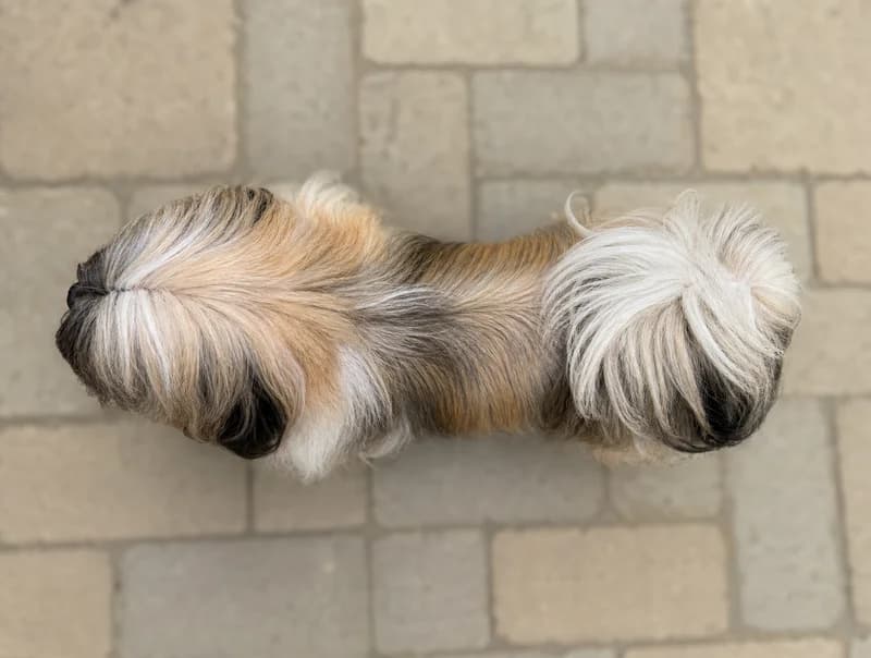 Lhasa Apso — top