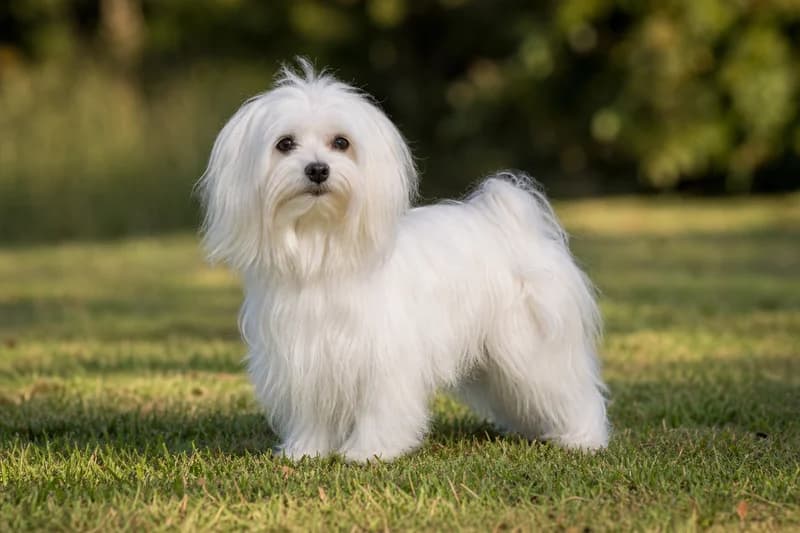 Maltese — adult