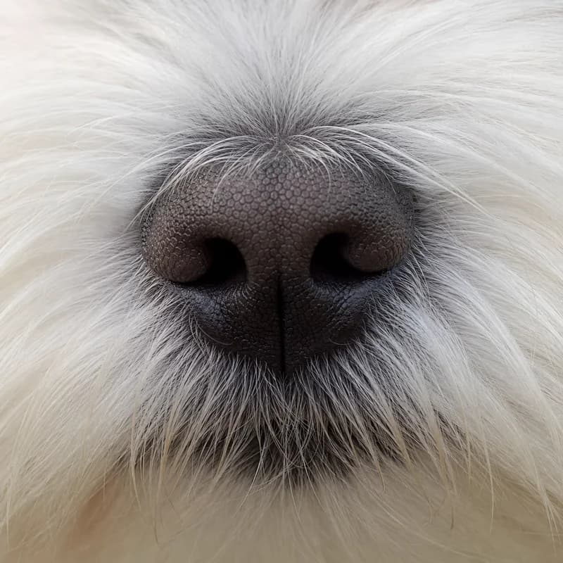 Maltese — nose