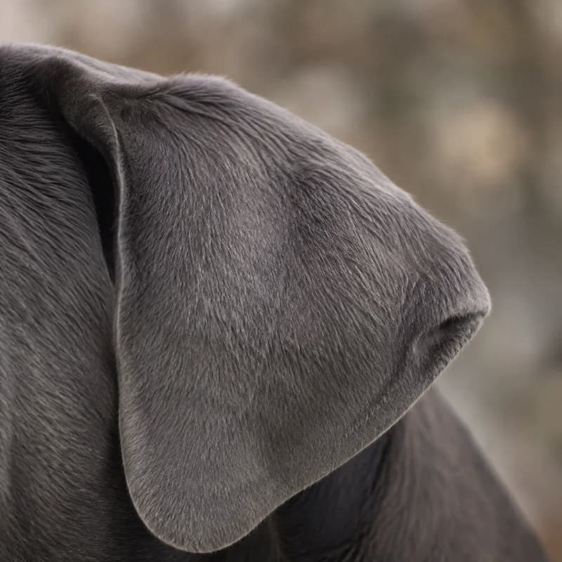 Mastiff — ears