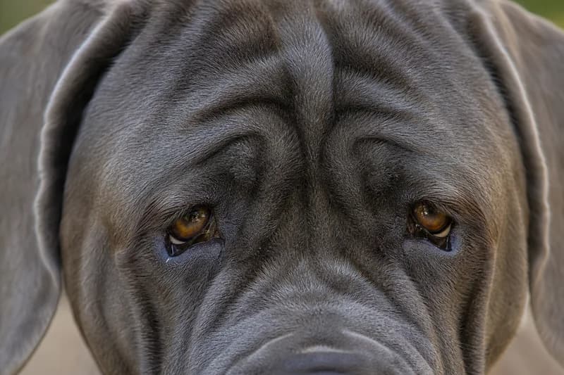Mastiff — eyes