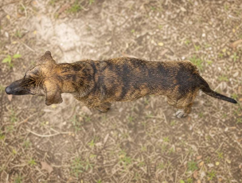 Mountain Cur — top