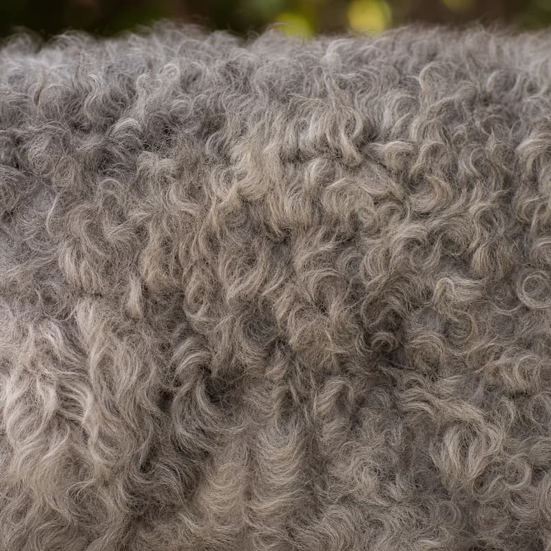 Mudi — coat texture