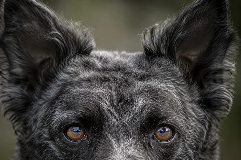Mudi — eyes