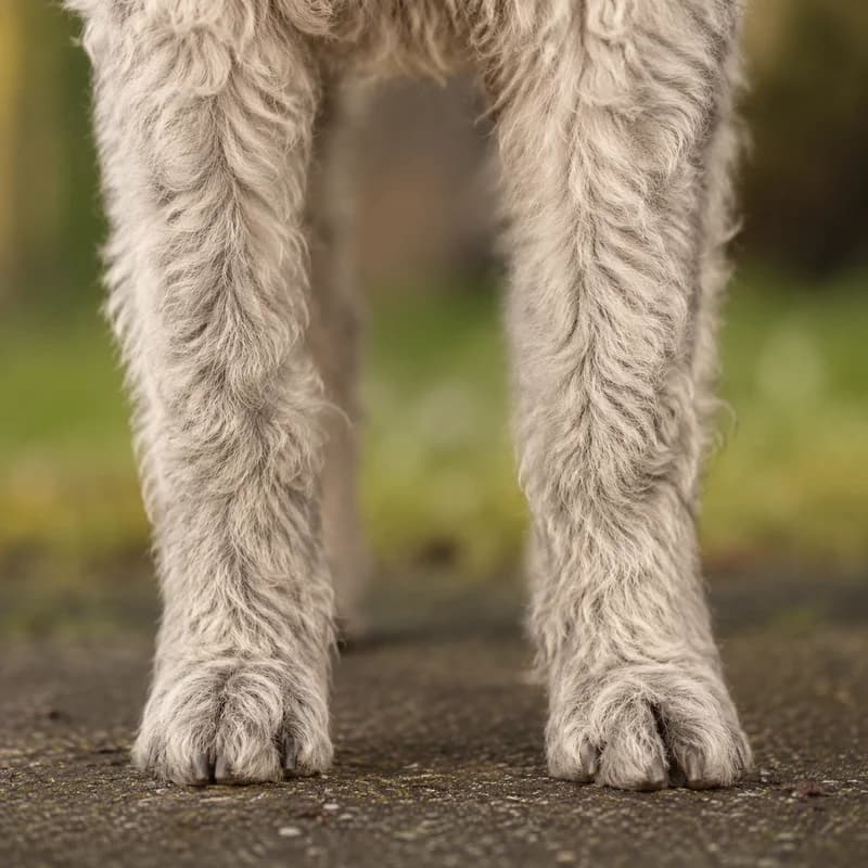 Mudi — paws