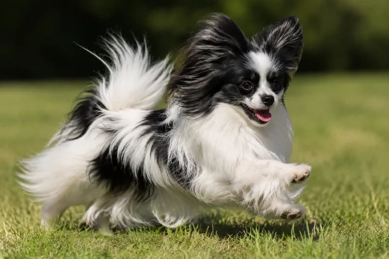 Papillon — running