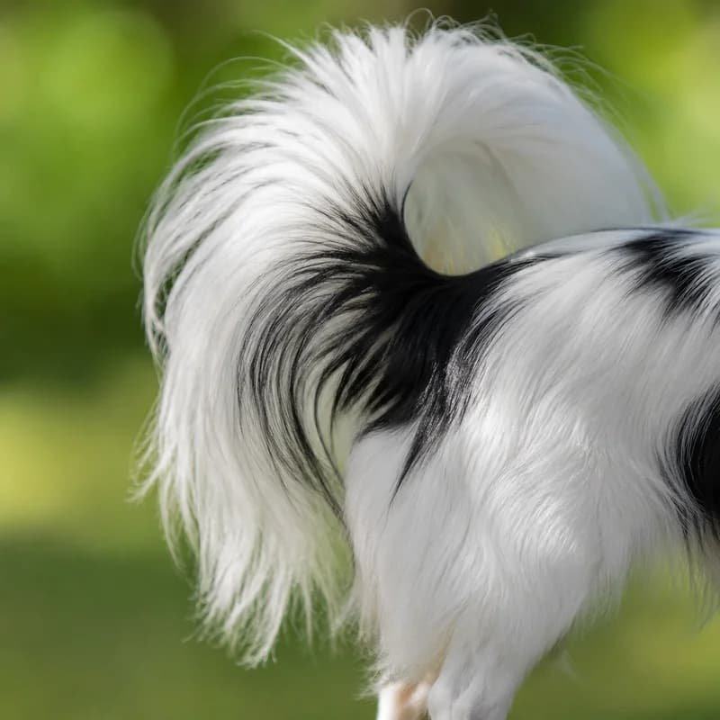 Papillon — tail