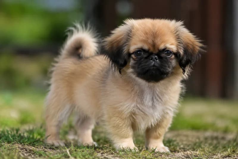 Pekingese — puppy (~4 mo)