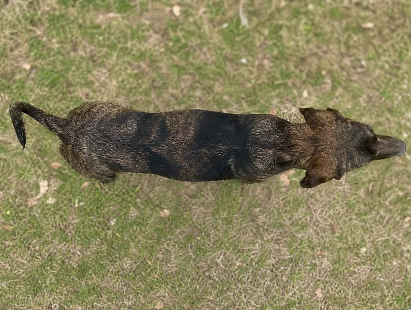 Plott Hound — top