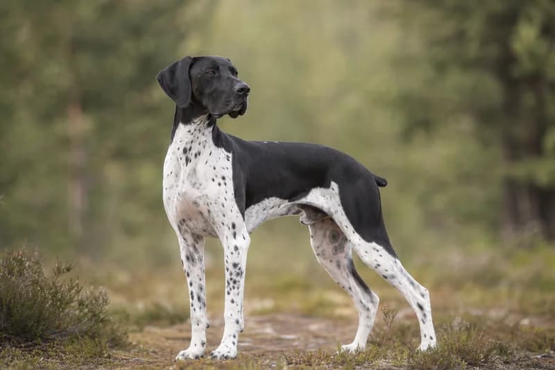 Pointer — adult