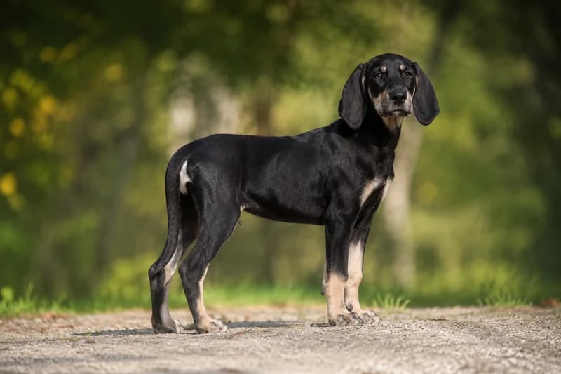 Poitevin — puppy (~4 mo)