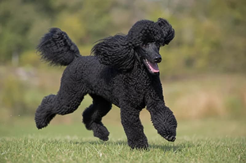 Poodle — running