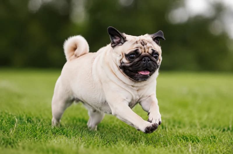 Pug — running