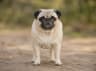 Pug