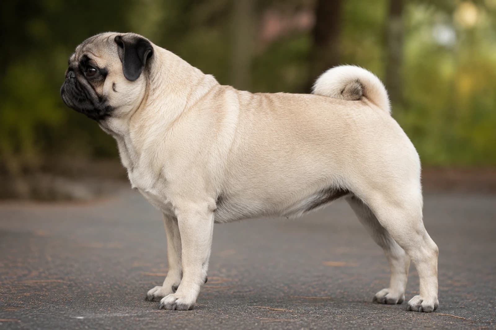 Pug — Small dog breed