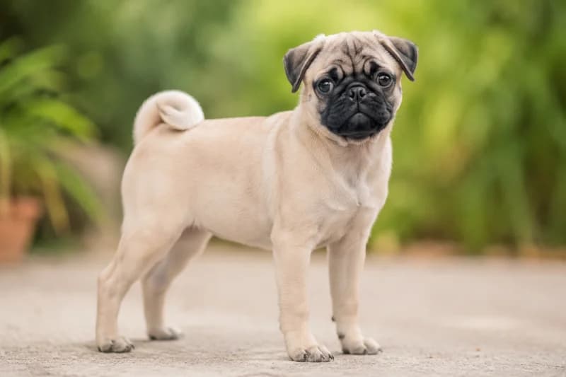 Pug — puppy (~4 mo)