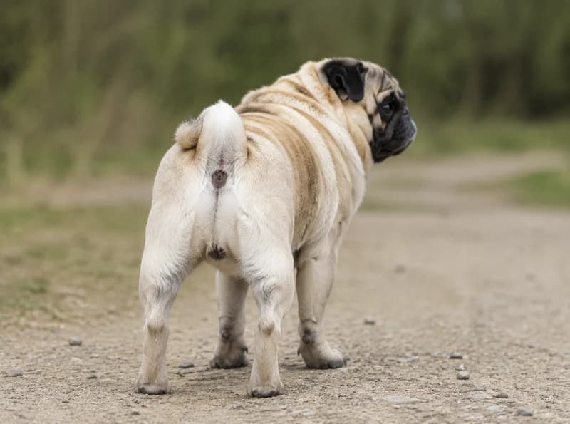 Pug — rear