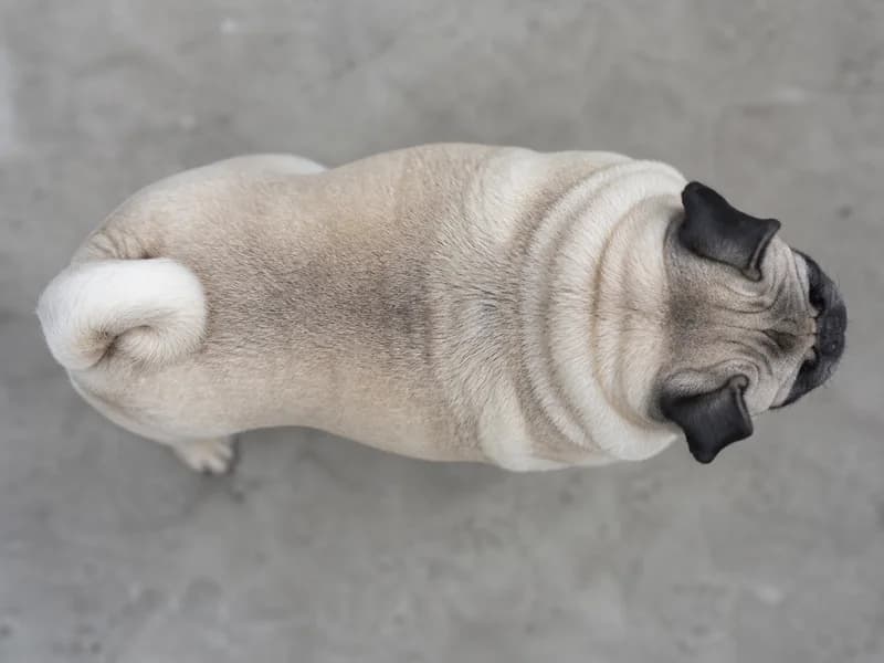 Pug — top