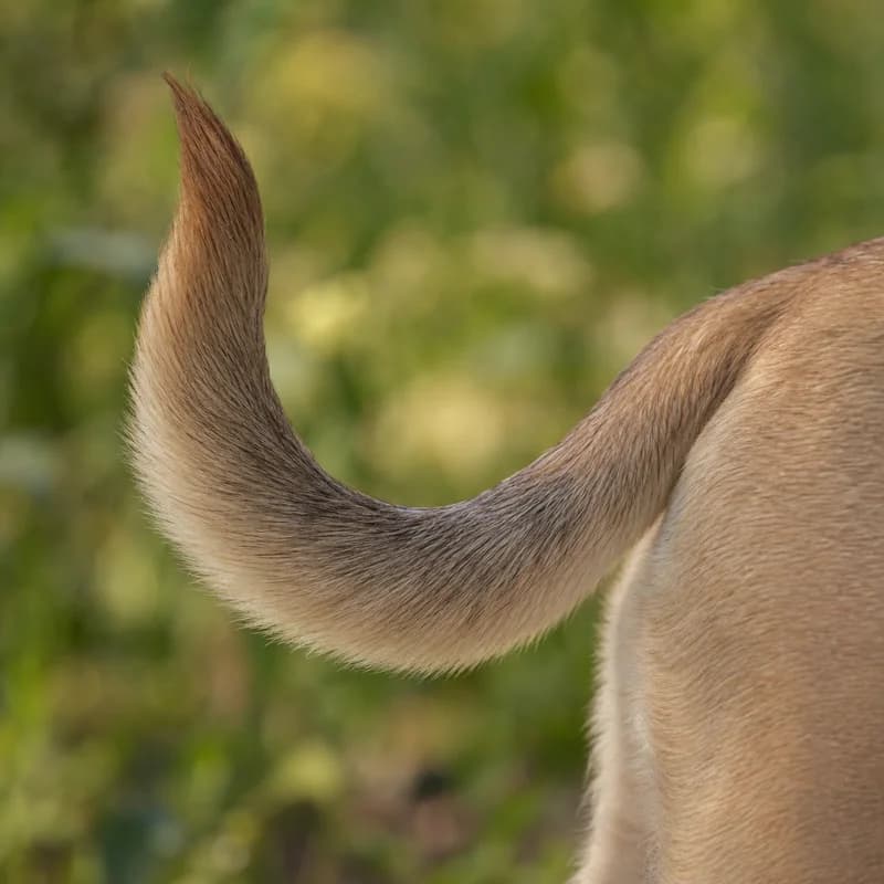 Puggle — tail