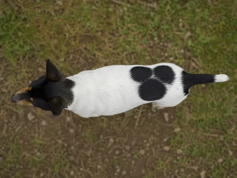 Rat Terrier — top
