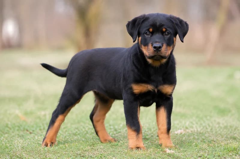 Rottweiler — puppy (~4 mo)