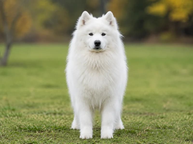 Samoyed — front