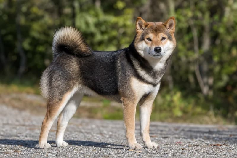Shiba Inu — adult