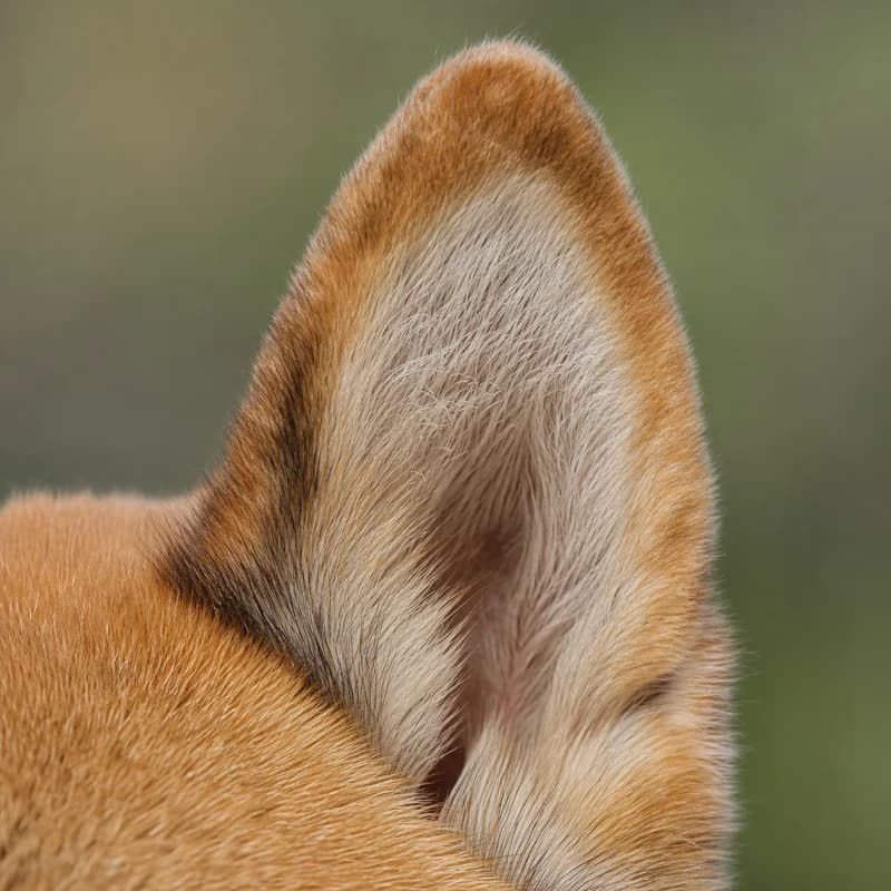 Shiba Inu — ears