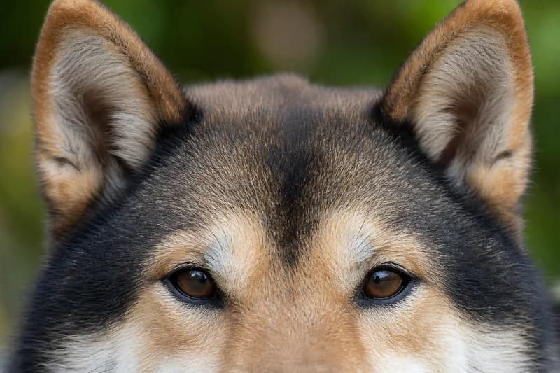 Shiba Inu — eyes