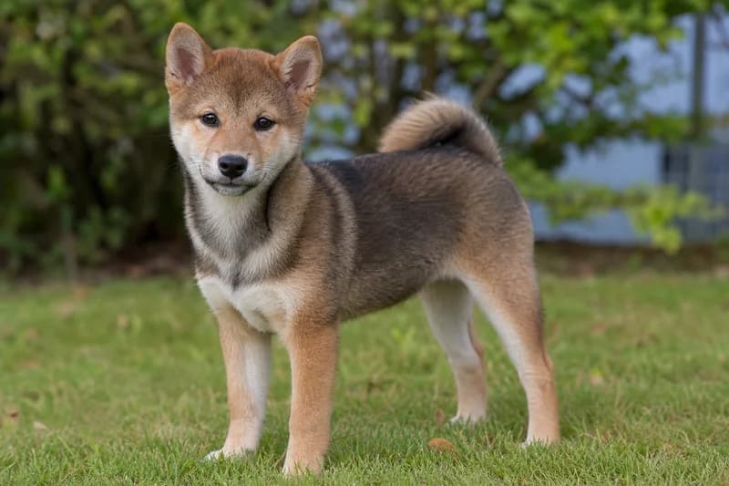 Shiba Inu — puppy (~4 mo)