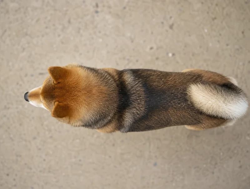 Shiba Inu — top