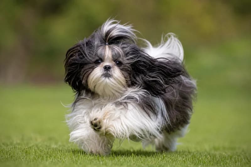Shih Tzu — running