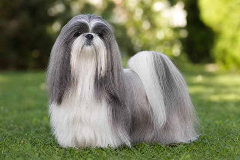 Shih Tzu — adult
