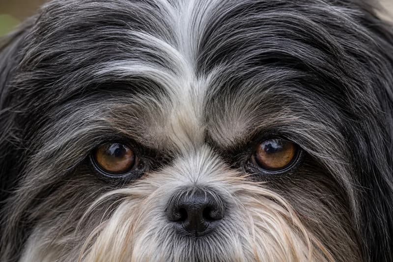 Shih Tzu — eyes