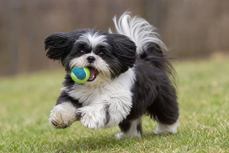Shih Tzu — playing