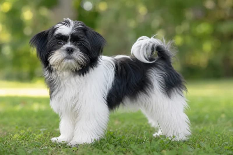 Shih Tzu — puppy (~4 mo)