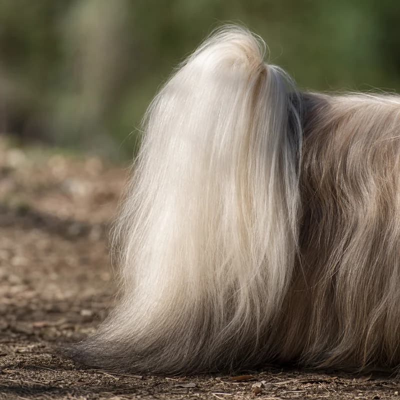 Shih Tzu — tail