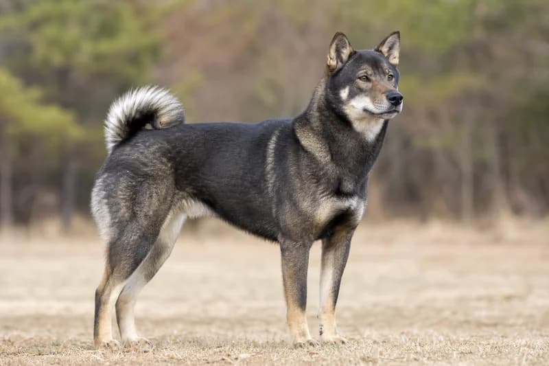 Shikoku — adult