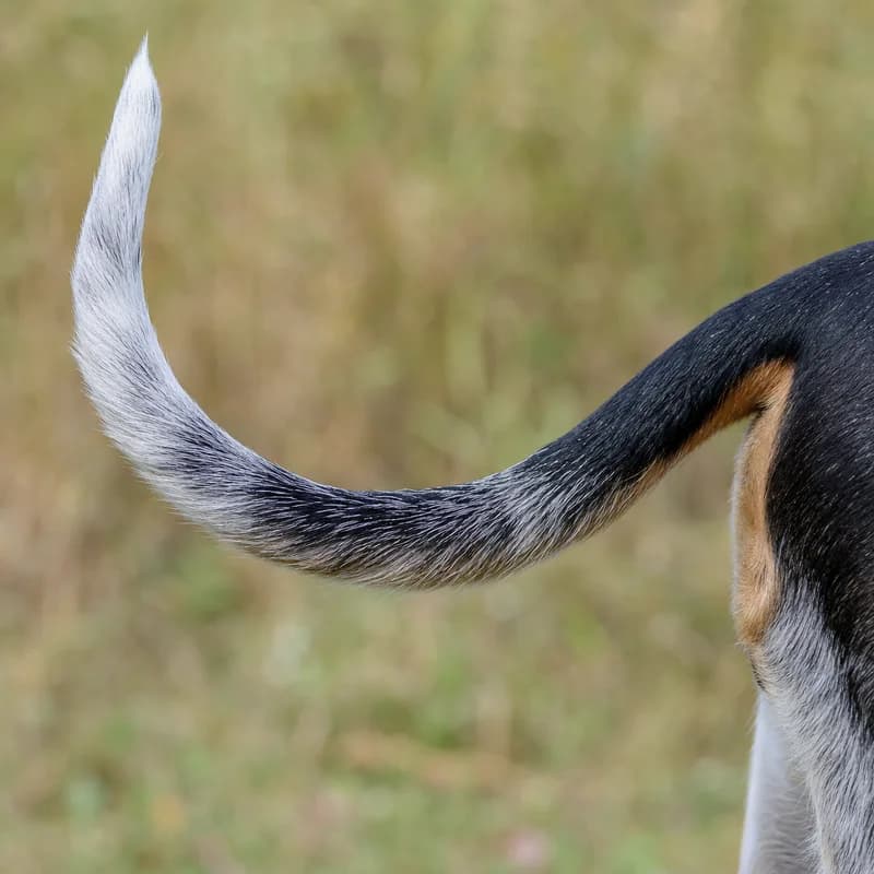Swiss Hound — tail