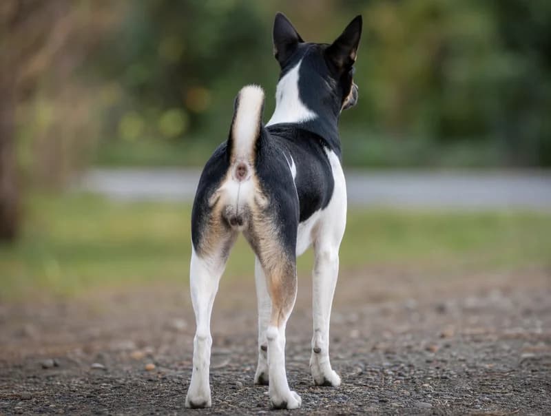 Taiwan Dog — rear