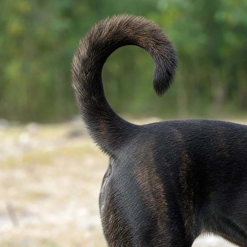Taiwan Dog — tail