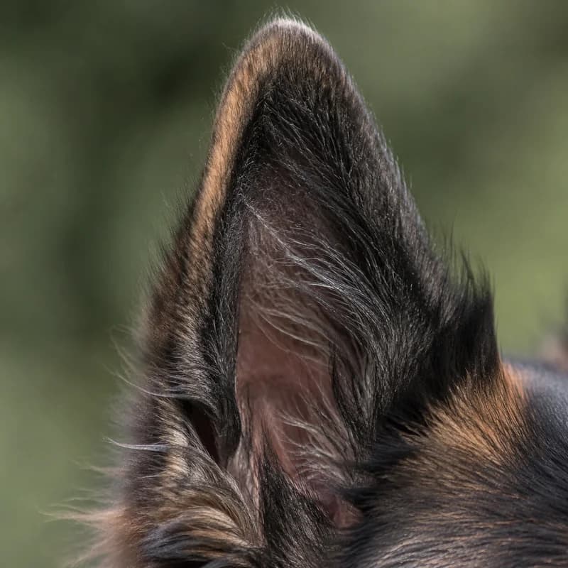 Belgian Tervuren — ears