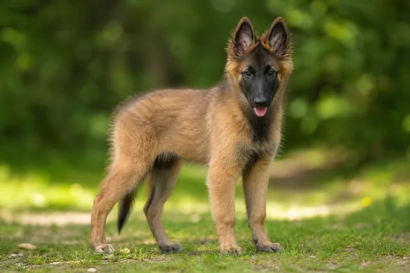 Belgian Tervuren — puppy (~4 mo)