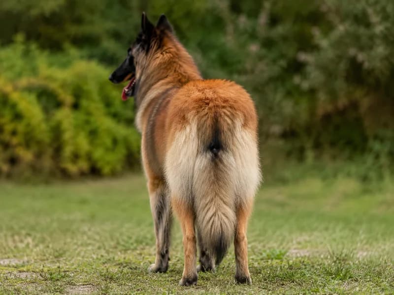 Belgian Tervuren — rear