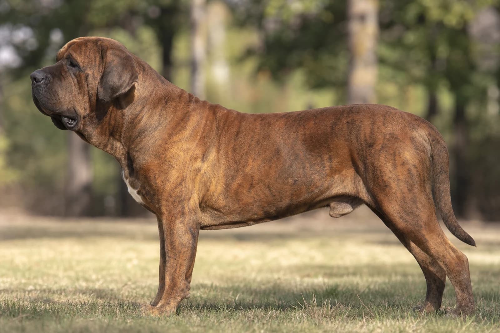 Tosa — Large dog breed