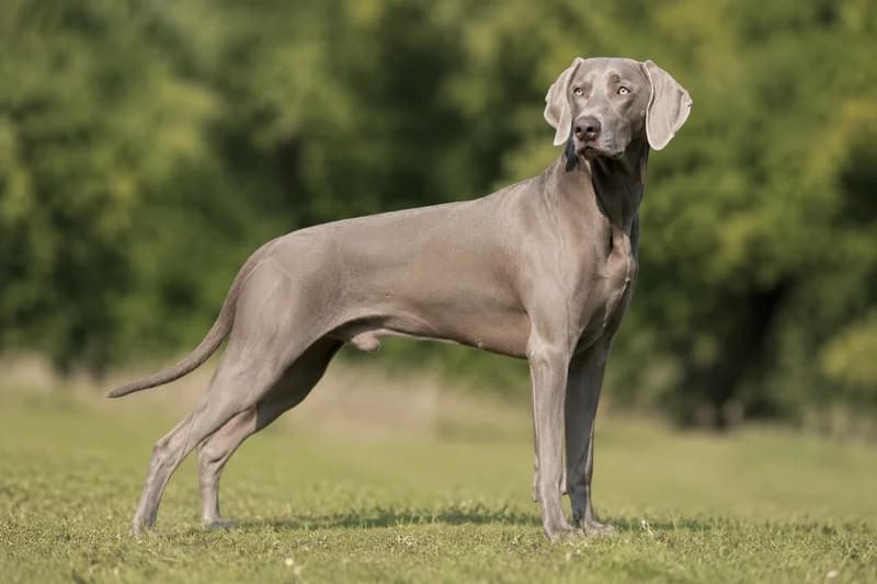 Weimaraner — adult