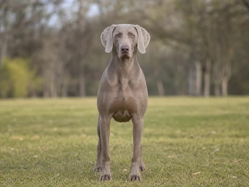 Weimaraner — front